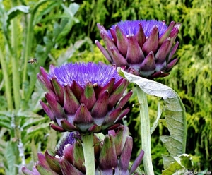 Alcachofra, uma flor deliciosa