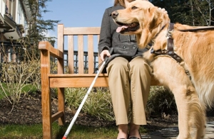 Cão-guia: coisas que precisamos saber quando estivermos diante dele