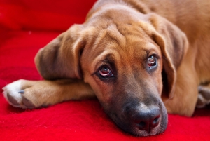 Cães adultos são menos adotados do que filhotes