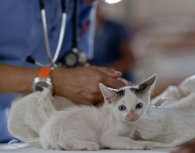 Cães e gatos x problemas cardíacos